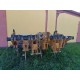 RIPUNTATORE ALPEGO SKAT K2 7 300